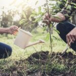 where to safely plant a tree near your home