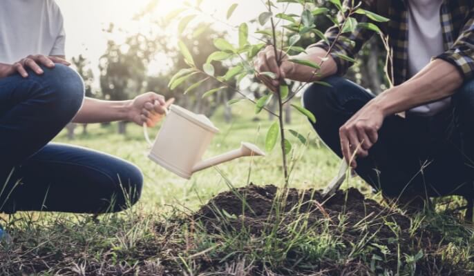 where to safely plant a tree near your home